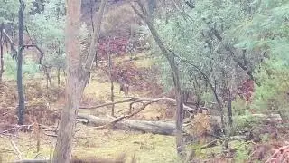 Chasing deer in the Strathbogie State Forest