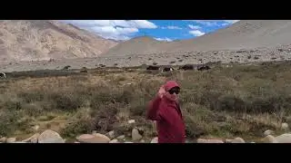 13 December 2024 Chinese Yak at zero border.at Changthang damjok.