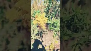 Bees on Golden Rod. #nursery #backyard #garden #australia #autumn
