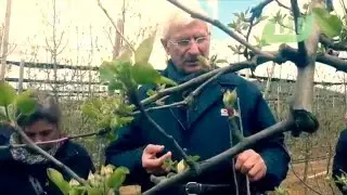 Elma Ağacı Budaması