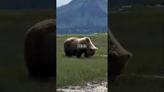 Joe Rogan on Why Polar Bears Are So Deadly