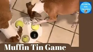 DIY Enrichment Games for Dogs: Muffin Tin & Ice Cube Tray Fun!