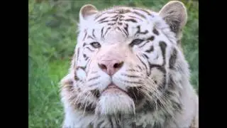 Ro zoo review's 2016 Zoo Tour - #1 West Midland Safari Park