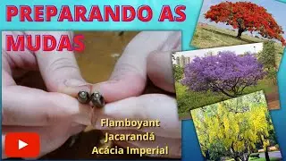Preparando Mudas de Jacarandá, Flamboyant e Acácia Imperial - Parte 01