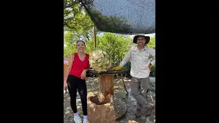 Jimando agave cupreata,
