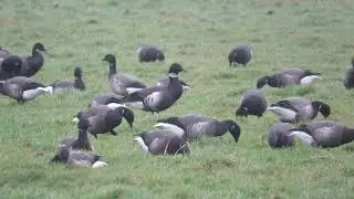 Zwarte rotgans
