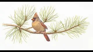 Wildlife Artist Talks about Her Works and Passion for Painting Birds