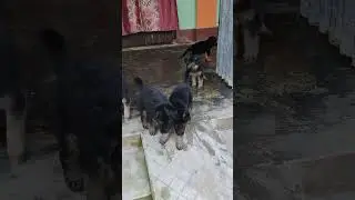 Double Coat & Medium Coat German Shepherd Puppies | Gsd Partner