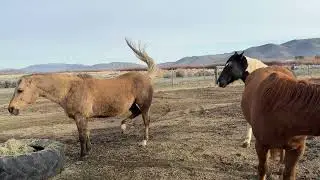 Drift Into Stillness with the Horses | A New Year Grounding Message for 2026