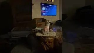 Curious Cat Standing on Hind Legs