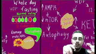 Fasting Increases Lifespan? How fasting works?