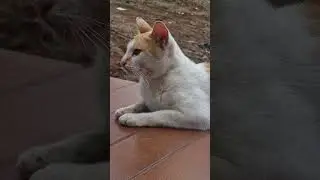 Amazing Meowing Cat #viralcats #catsvideo #cats