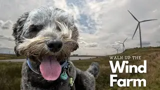 Wind Farm, Windy?! No way 😂  | #labradoodle #hiking #walking