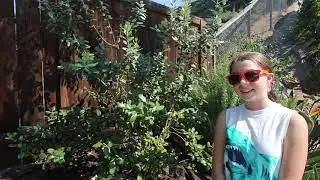 Pineapple Guava Tree   Oct 2020