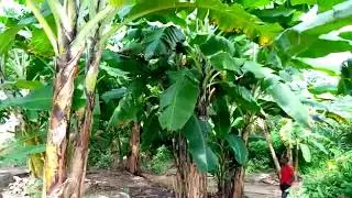 mount rungwe schools'Banana trees garden
