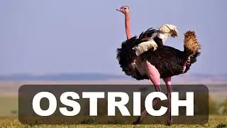 The Fascinating World of Ostriches  Speed, Adaptations, and Myths