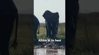 Elephants playing in water