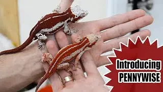 Picked up a NEW RED GARGOYLE GECKO! Introducing Pennywise !