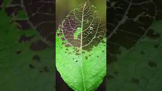 Caterpillar, Lava
