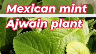 Ajwain plant ki full care,#how to grow Mexican mint,#trending#Mexican mint#viral videos#garden