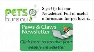 Pets Bureau Pet ID Tags - Track Your Missing Pets