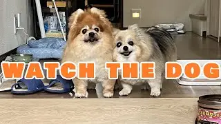 【DOG】watch over my dog ​​while I'm out