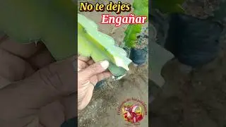 😲😲NO TE DEJES ENGA&Ntilde;AR 📣AL INICIAR EN EL CULTIVO DE LA  PITAHAYA🐉🐉 #plantas #pitahaya #cactus #pitaya