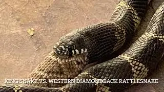 King Snake vs. Western Diamondback Rattlesnake- Snake Eats Snake