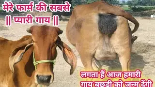 हमारे फार्म की सबसे प्यारी गाय आज बच्चे को जन्म देनी बाली है ।। 8 kg milk parday #Desi_village_farm😘
