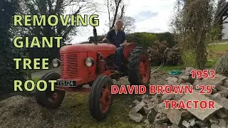 Removing GIANT Tree Root with 70 year old  (1953) David Brown Tractor!