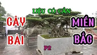 Liệu có cần CÂY BÀI điển hình miền BẮC p2