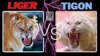 Liger🐈VS Tigon🐆 Who Will Win? | कौन है ज़्यादा ख़तरनाक | Wildlife Claws