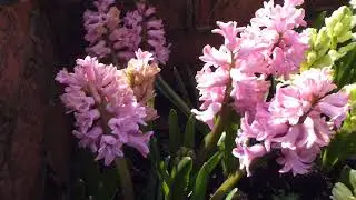 Hyacinth  - Hyasintur - Go&eth;aliljur  - Laukbl&oacute;m - Gar&eth;pl&ouml;ntur - Pottabl&oacute;m