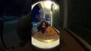 What Happens When a Chimp Pranks a Gorilla? 💥