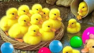 bebek duck new animal entok jumbo tambon itik minti