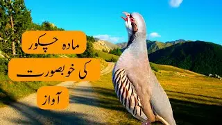 Female Chakor voices // female chukar sounds // female chakor ki awaaz // голос кеклика // صوت الحجل