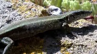 Gravid Podarcis vaucheri (Andalusian Wall Lizard) in 