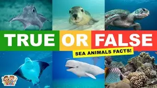 True or False? Ocean Animals Quiz for Kids 🌊🐠 | Fun Sea Life Facts | HELLO TESHA