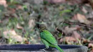 White-Cheeked Barbet in Thattekad Bird Sanctuary | A Hidden Gem of Indian Birding