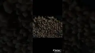Adaziwona sadabwa 😅😅
