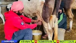 ਘੱਟ ਰੇਟ ਦੀਆਂ 5 ਗਾਵਾਂ ਵਿਕਾ!ਊ ਲੱਕੀ ਡੇਆਰੀ ਫਾਰਮ ਤੋਂ
