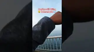 fishing bonitos at belmont pier long beach #fish #angler