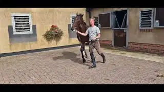 2022 Holy Roman Emperor ex Amazonka colt