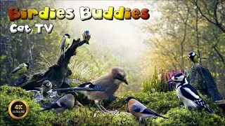 Cat TV for cats to watch 🐈 -  GENTLE BIRDS OF THE HIDDEN FOREST 🦜🌿 (4K)