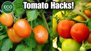 Tomato Growing Secrets | From Seed to Fruit🚀