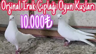 Original Iraqi Naked Game Birds