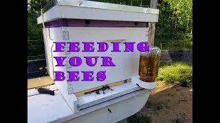 Feeding Your Bees Simple Sugar Syrup ~ Homestead Corner