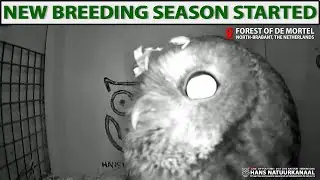 🦉 Tawny Owl Night Live Cam | Courtship Calls & Nest Activity 🌙 Forest of De Mortel