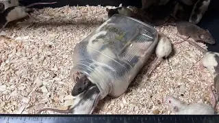 Rat 🐀 shed breeding update let&rsquo;s gooo