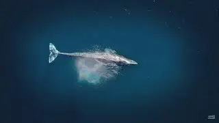 الشيخ ابن العثيمين / حديث الثلث و الثلث كثير